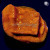 Sun God Leptoseris Lepto Coral | 6L8A9620.jpg