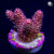 RM Rubicunda Millepora Acro Coral | 6L8A9904.jpg