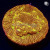 Jack-O-Lantern Leptoseris Lepto Coral | 6L8A9641.jpg