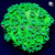 Toxic Green Cyphastrea Coral | 6L8A9741.jpg