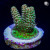 RM Gold Tip Tabling Acropora Coral | 6L8A9752.jpg