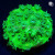 Toxic Green Cyphastrea Coral | 6L8A9739.jpg