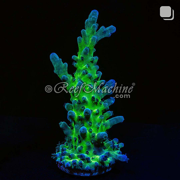 Miyagi Tort Acropora Tortuosa Acro Coral | 6L8A9850.jpg