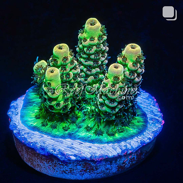 RM Gold Tip Tabling Acropora Coral | 6L8A9661.jpg