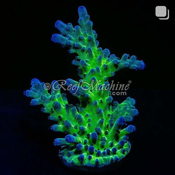 Miyagi Tort Acropora Tortuosa Acro Coral | 6L8A9852.jpg