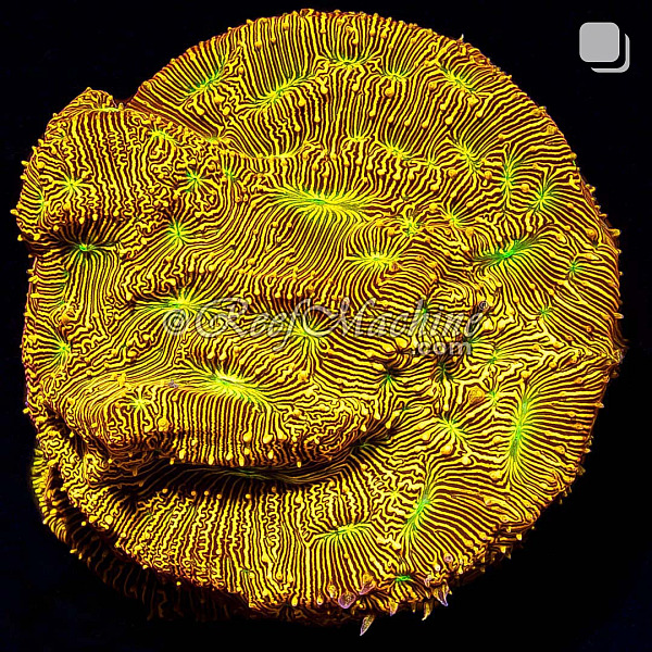 Jack-O-Lantern Leptoseris Lepto XL Coral | 6L8A9640.jpg