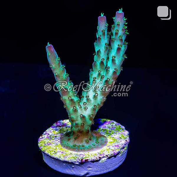Pearlberry Acropora Acro Coral | 6L8A9819.jpg