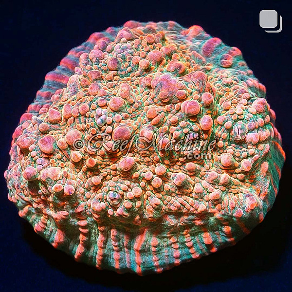 RM Pink Candy Crush Chalice Coral