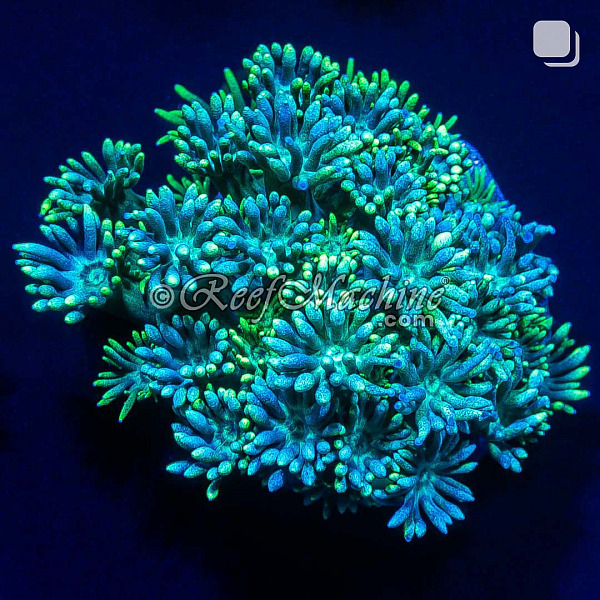 RM Blue Lagoon Goniopora Goni Coral