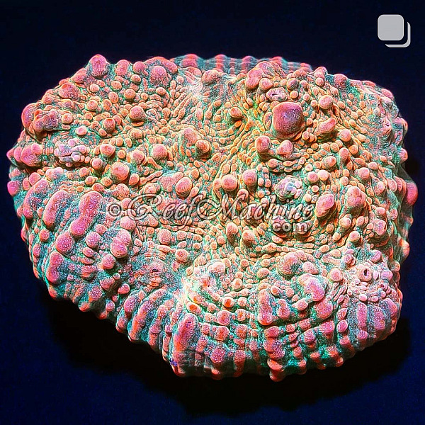 RM Pink Candy Crush Chalice Coral