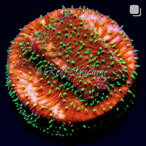 Freak Hair Pavona Coral | 6L8A9612.jpg