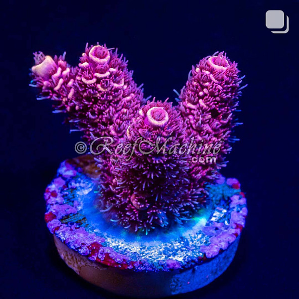 RM Rubicunda Millepora Acro Coral