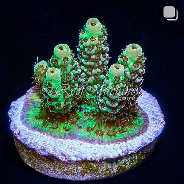 RM Gold Tip Tabling Acropora Coral | 6L8A9662.jpg