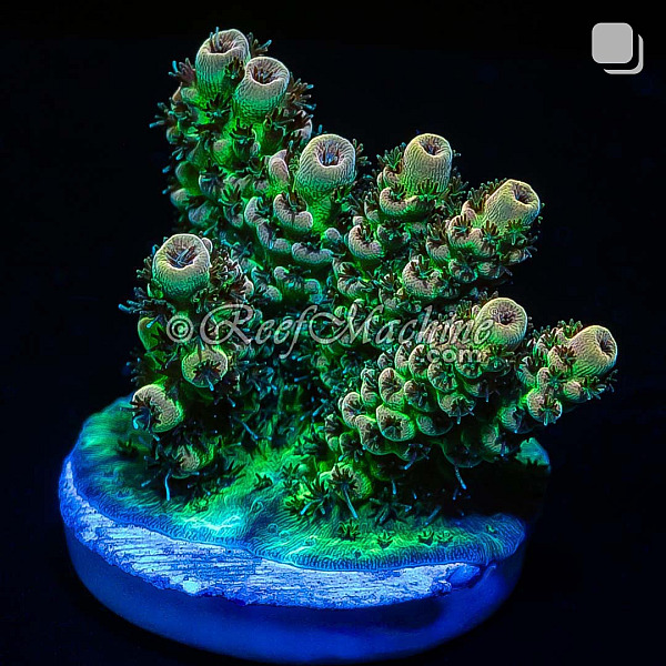 RM Gold Tip Tabling Acropora Coral | 6L8A9753.jpg