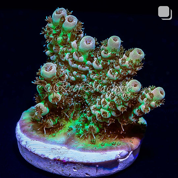 RM Gold Tip Tabling Acropora Coral | 6L8A9754.jpg