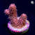 RM Rubicunda Millepora Acro Coral | 6L8A9898.jpg