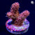 RM Rubicunda Millepora Acro Coral | 6L8A9906.jpg