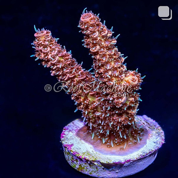RM Wildfire Rainbow Millepora Acro Coral | 6L8A9865.jpg