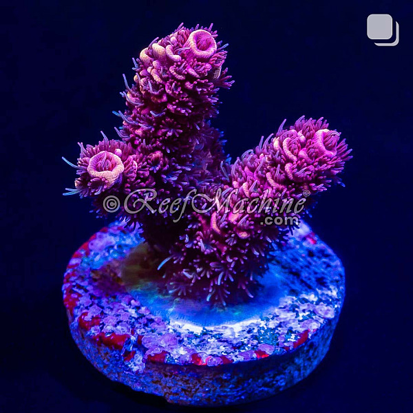 RM Rubicunda Millepora Acro Coral | 6L8A9905.jpg