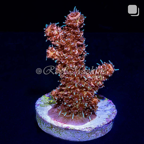 RM Wildfire Rainbow Millepora Acro Coral | 6L8A9871.jpg