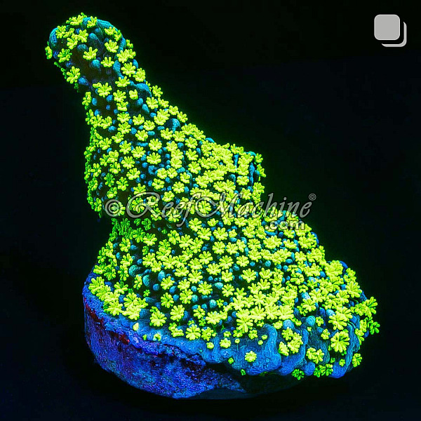 Tubbs Stellata Montipora Monti Coral (Lilac Tips) | 6L8A9563.jpg