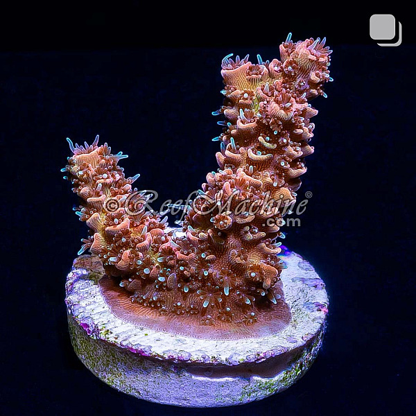 RM Wildfire Rainbow Millepora Acro Coral | 6L8A9873.jpg
