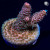 Tropical Punch Millepora Acro Coral | 6L8A0074.jpg