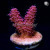 RM Queen of Hearts Millepora Acro Coral | 6L8A9843.jpg