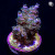 RM Tutti Frutti Acropora Bifaria (Tenuis) Coral | 6L8A9918.jpg