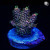 RM Twister Zinger Millepora Acro Coral | 6L8A9627.jpg