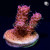 RM Queen of Hearts Millepora Acro Coral | 6L8A9845.jpg