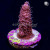 RM Pink Midnight Millepora Acro Coral | 6L8A9886.jpg