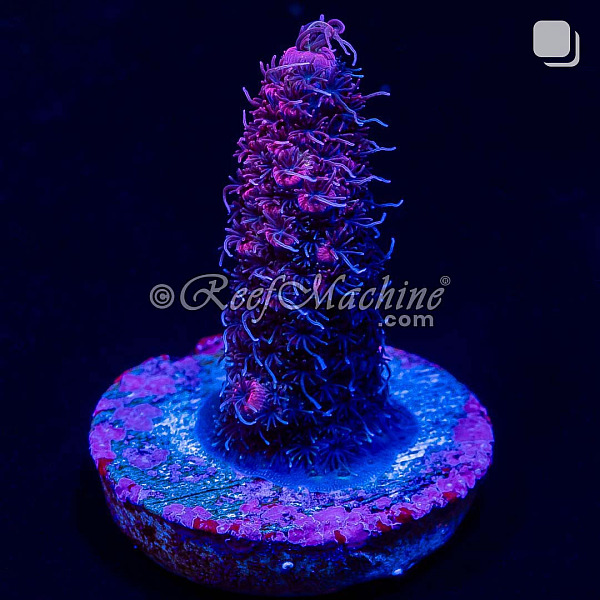 RM Pink Midnight Millepora Acro Coral | 6L8A9885.jpg