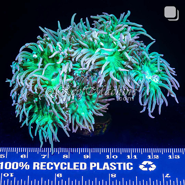 Toxic Green Stem Aussie Duncan Coral (Tank Grown Colony) | 6L8A0061.jpg