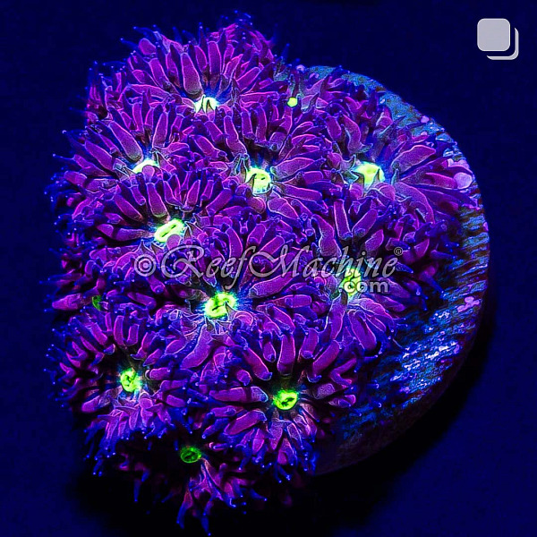 Starry Night Blasto Merletti Coral (13+ heads) | 6L8A9647.jpg