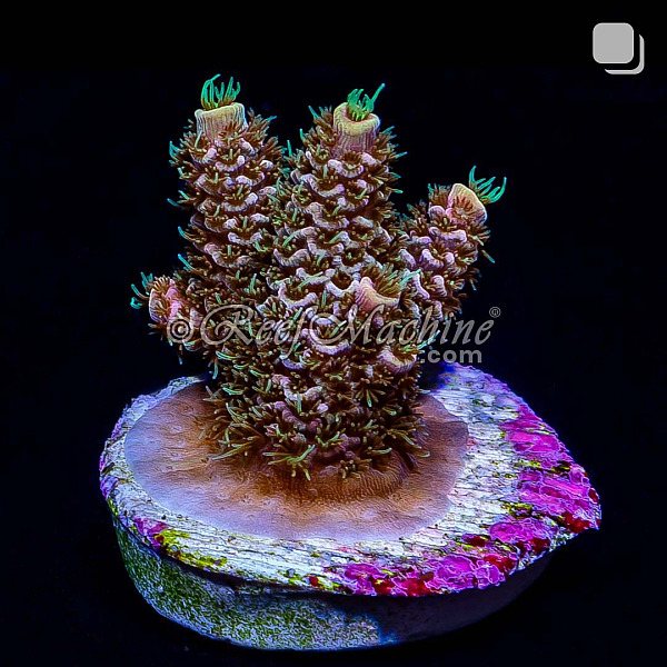 RM Twister Zinger Millepora Acro Coral | 6L8A9628.jpg