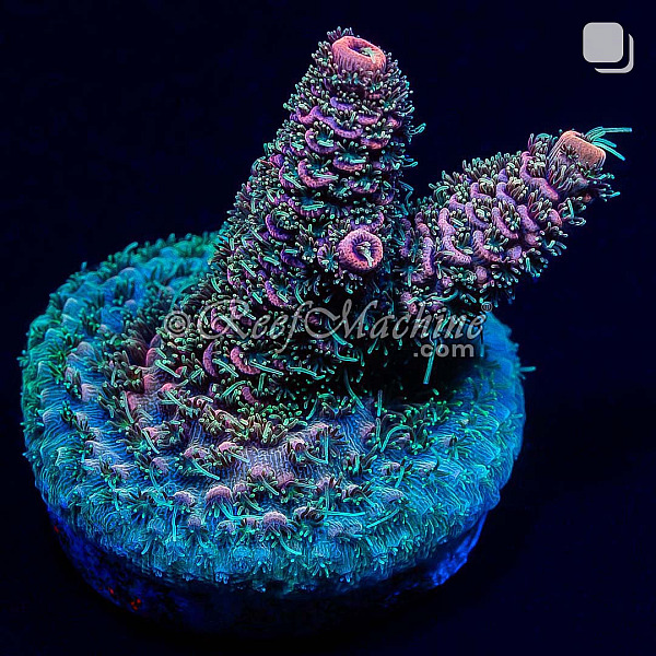 Tropical Punch Millepora Acro Coral | 6L8A0073.jpg
