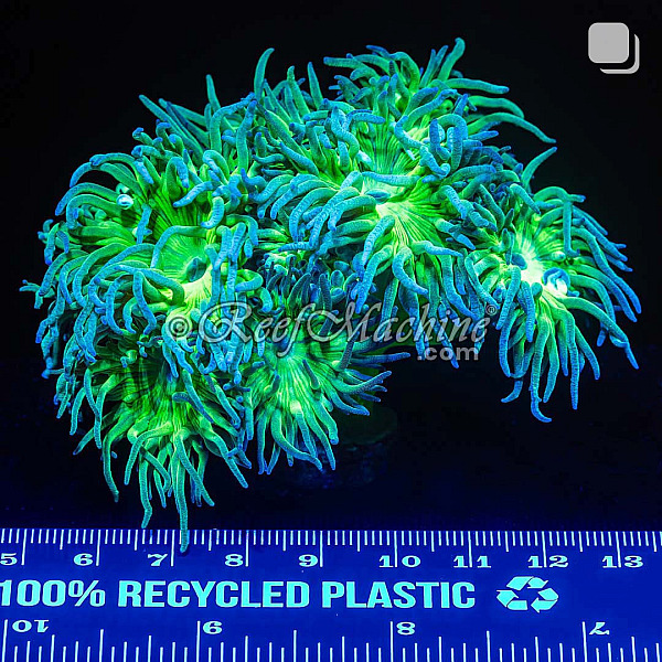 Toxic Green Stem Aussie Duncan Coral (Tank Grown Colony)