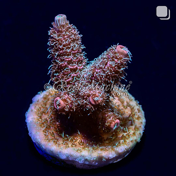 RM Tropical Punch Millepora Acro Coral | 6L8A0070.jpg