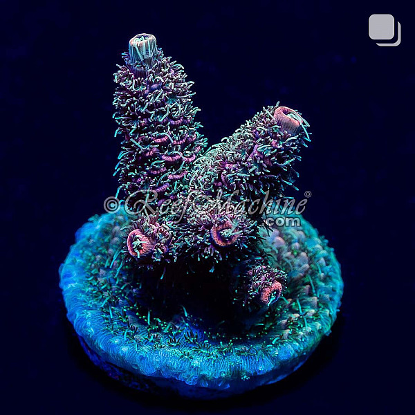 RM Tropical Punch Millepora Acro Coral | 6L8A0069.jpg