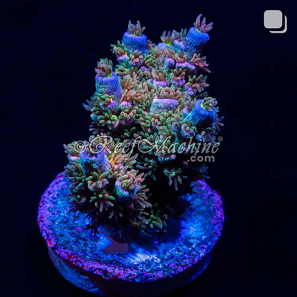 RM Tutti Frutti Acropora Bifaria (Tenuis) Coral | 6L8A9917.jpg