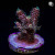 RM Twister Zinger Millepora Acro Coral | 6L8A9630.jpg