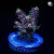 RM Twister Zinger Millepora Acro Coral | 6L8A9629.jpg