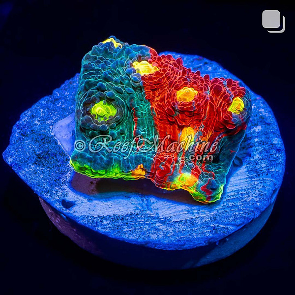 Master Grade Rainbow Crush Chalice Coral (Tank Grown)