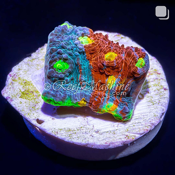 Master Grade Rainbow Crush Chalice Coral (Tank Grown) | 6L8A9916.jpg