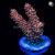 RM Wildfire Rainbow Millepora Acro Coral | 6L8A9864.jpg