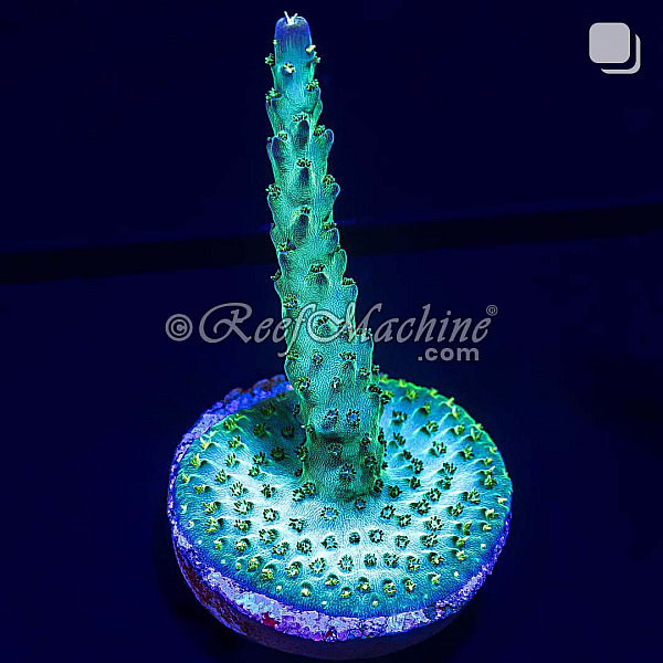 Pearlberry Acropora Acro Coral | 6L8A2532.jpg