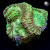 RM Gold Dust Favia Coral | 6L8A7910.jpg