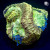RM Gold Dust Favia Coral | 6L8A7909.jpg