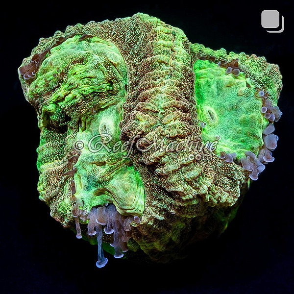 RM Gold Dust Favia Coral | 6L8A7910.jpg